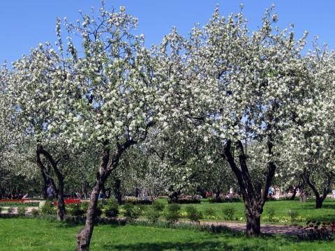 как посадить яблоню, посадка яблони, сажаем яблоню