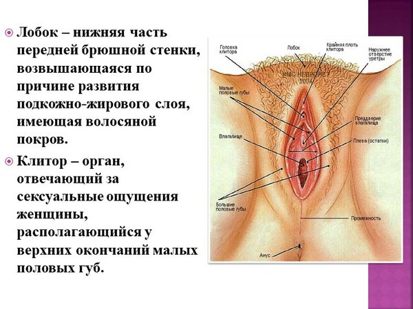 Где клитор у девушки